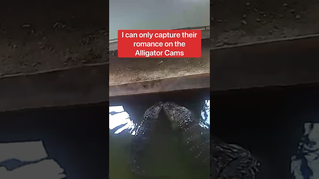My Alligators Want To Keep Their Love Affair Secret 🤫🐊