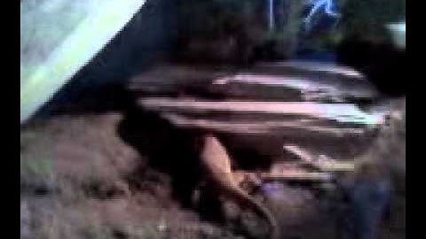 savannah monitor taming