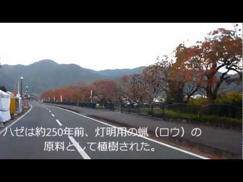 ハゼ並木