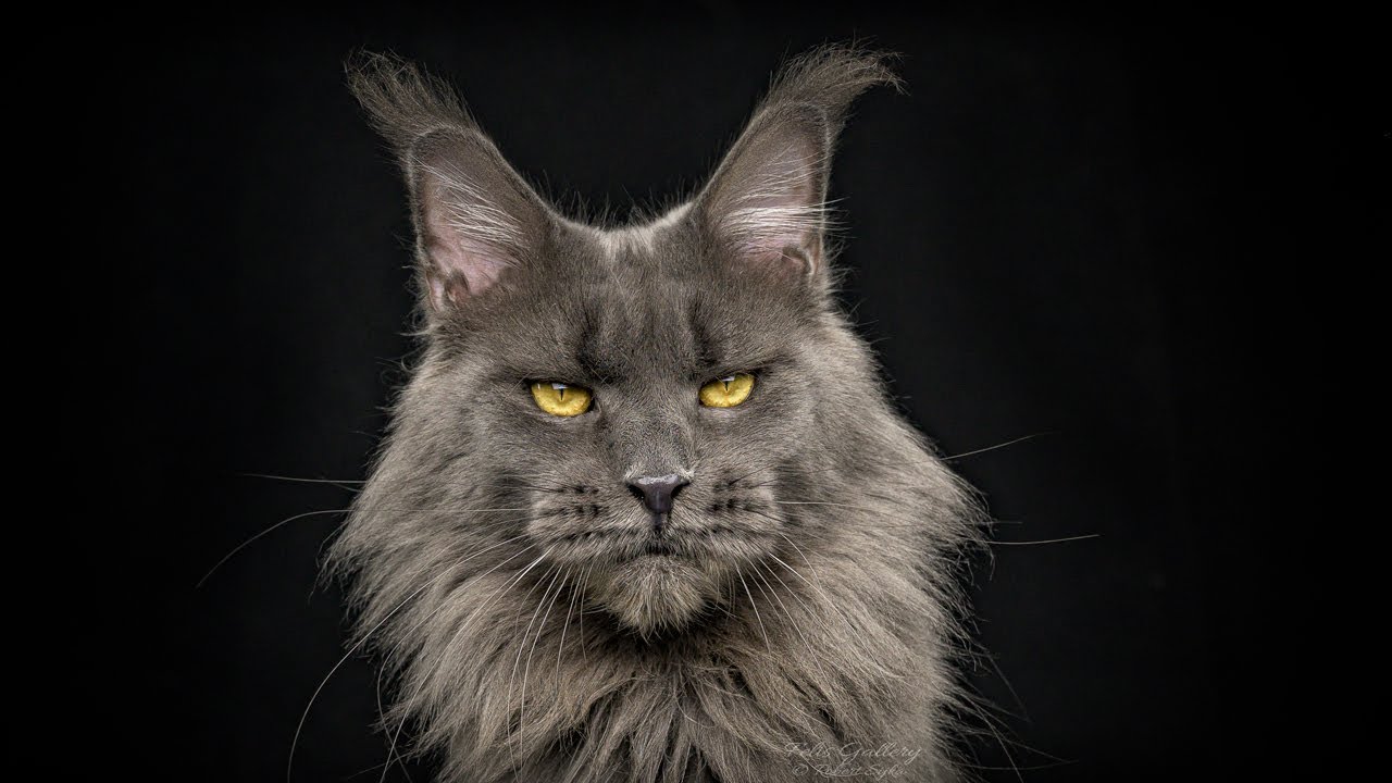 A Maine Coon Girl Named Quava Youtube