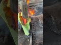 “The Art of Forging Iron to Create Farming and Plantation Tools!” 🔥🌱 #Blacksmith #ForgingArt