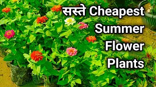 गर्मियो के सस्ते खूबसूरत  Flowering Plants | Summer Cheapest Flowering Plants  | Summer Flower plant