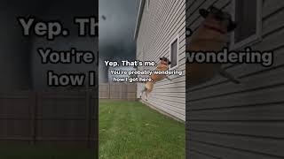 Dog Escapes Tornado Like a Movie Hero 🎬🐶 | Cinematic Meme #shortsfeed   #animals #animalrescue
