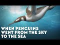 When Penguins Went From The Sky To The Sea