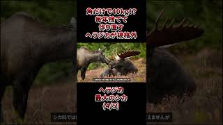 The antlers alone weigh 40kg!? The moose that are discarded and