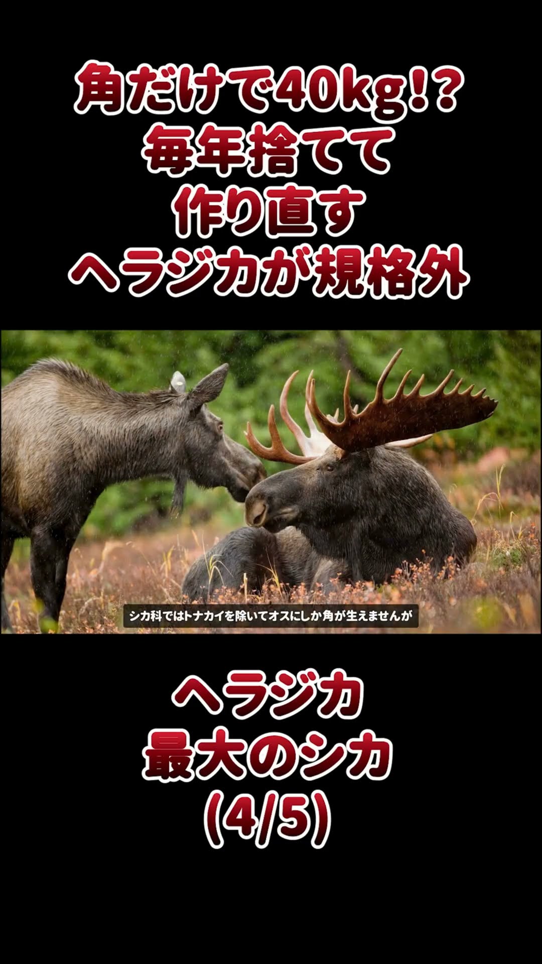 The antlers alone weigh 40kg!? The moose that are discarded and