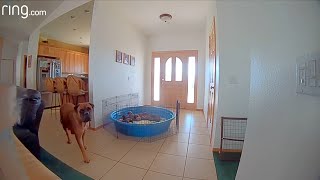 Pet Parents Tell Mama Dog via Their Ring Cam to Feed Her Puppies, Does She Listen? | RingTV