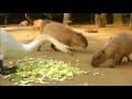 Capybara funnys with animals in 2016