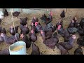 Rhode Island Red Chicken Exhibition Type | Cackle Hatchery