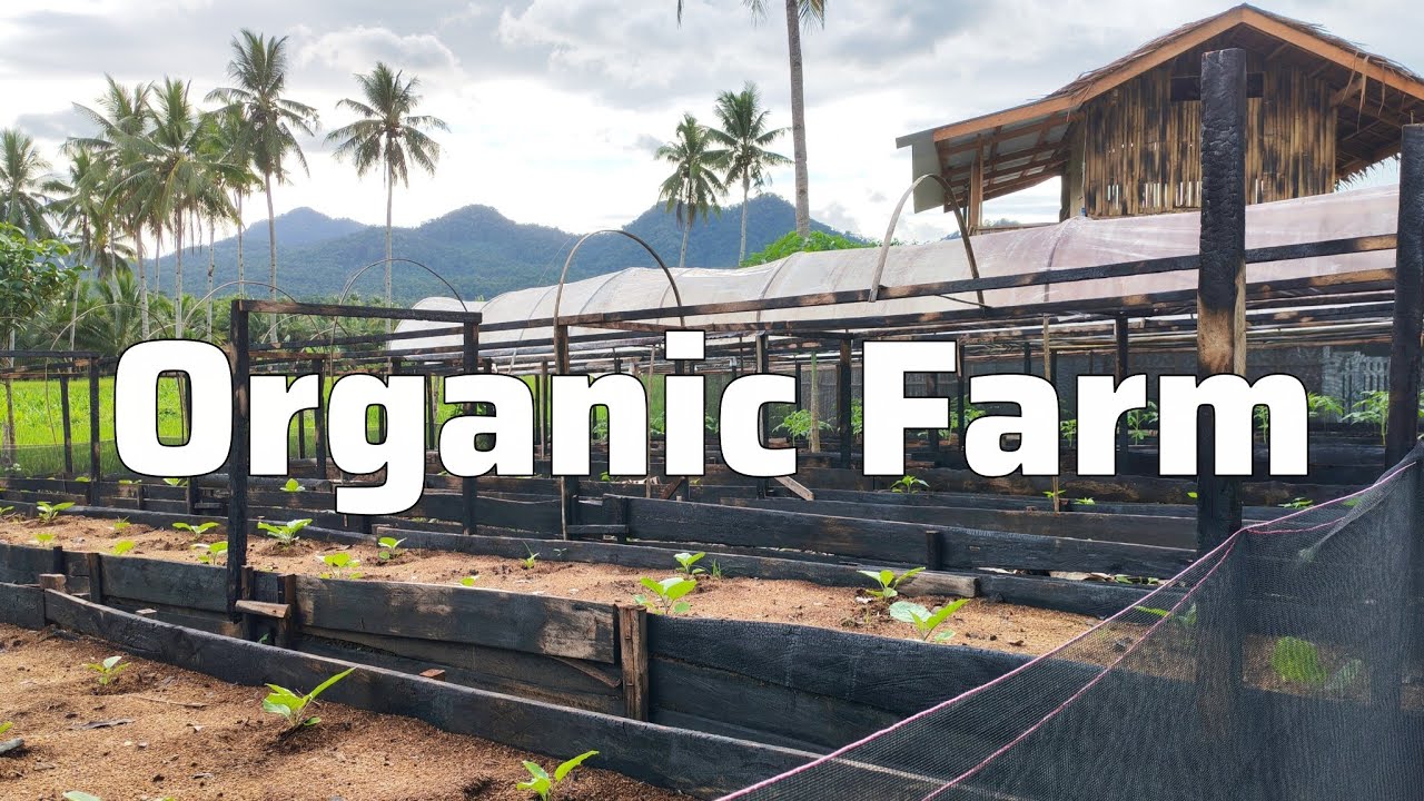 Органический фермерский бизнес на Филиппинах: новые новости 🌸🌱