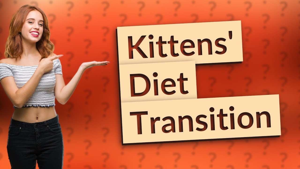 Can Kittens Eat Cat Food At 3 Months YouTube Can Kittens Eat Cat Food At 3 Months YouTube