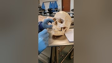 Lab #9:  The Digestive Tract (part 1)