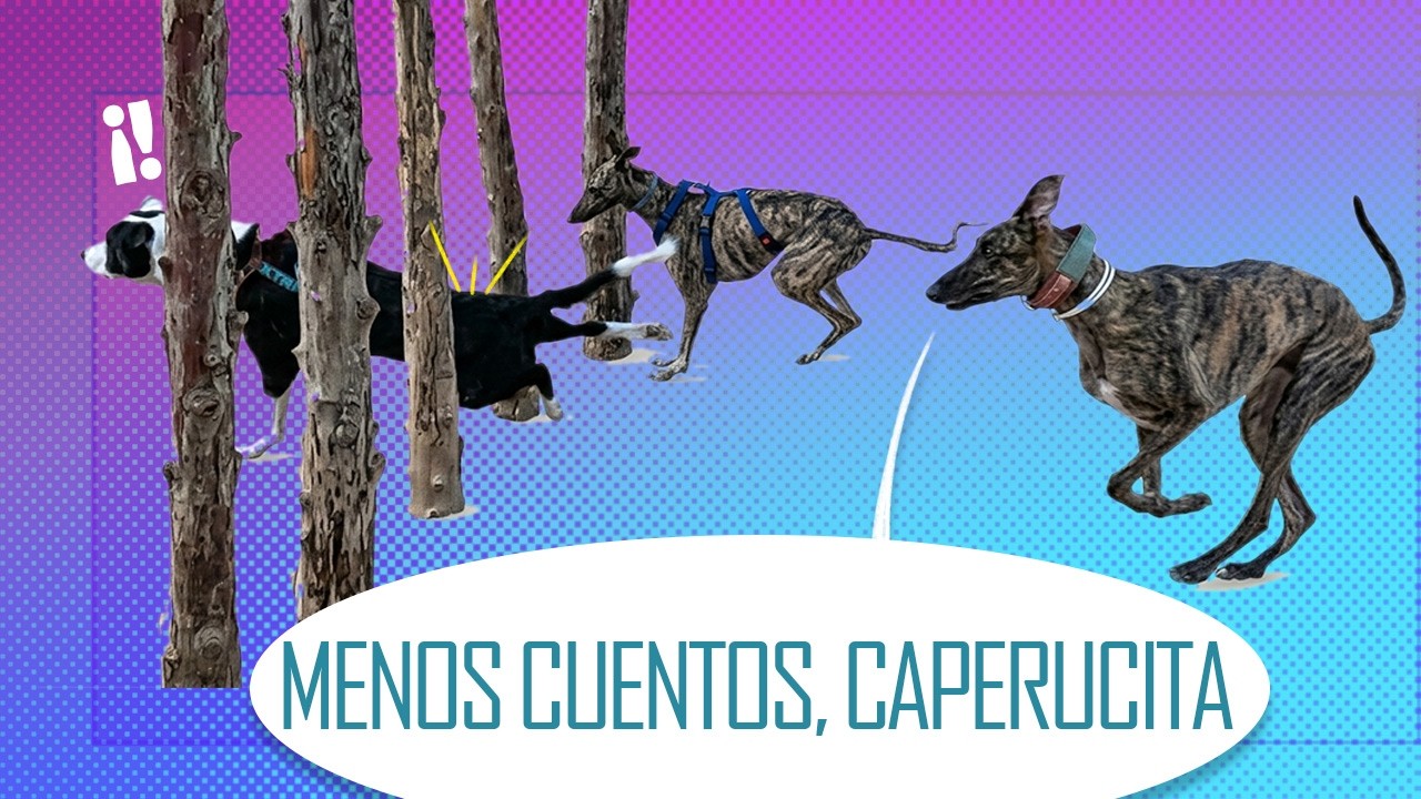 Cómo los perros ayudan a superar el miedo de otros - Etología canina -