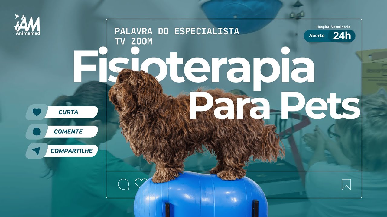 Fisioterapia nos Pets: Quando é Indicado? 🐾 | Animamed Nova Friburgo