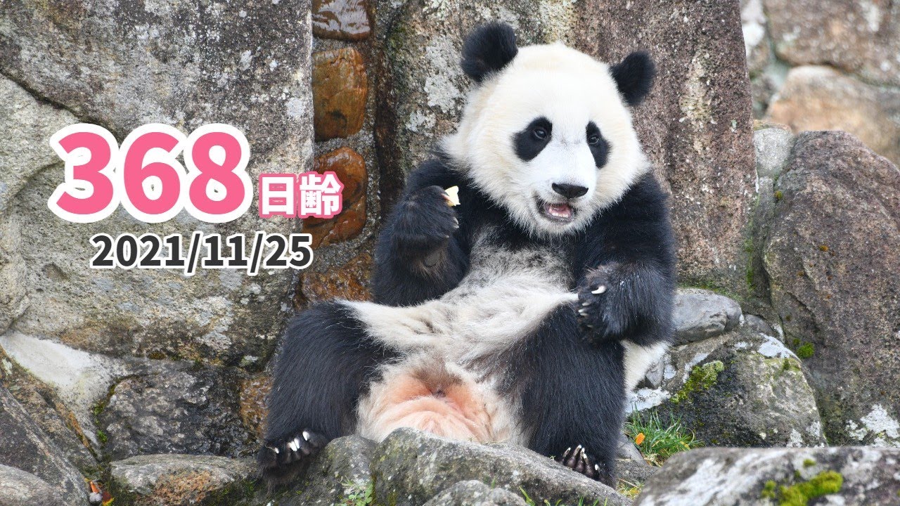 ジャイアントパンダ（楓浜）】朝から楽しい！！（368日齢