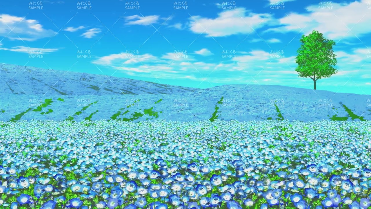 動く背景素材 風に揺れるネモフィラ畑 自然春編05 Flower Nemo01 背景専門店みにくる Booth