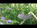 Veiled chameleon hunting flies in nature