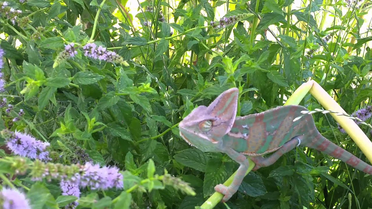 Veiled chameleon hunting flies in nature
