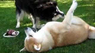 Japanese Akita Megumi (7months) and her best friend Finnish Lapphun...