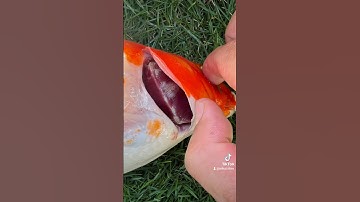 Cá bị nấm mang nặng gần chết có chữa trị được không?https://shope.ee/8KH9eKt0BI