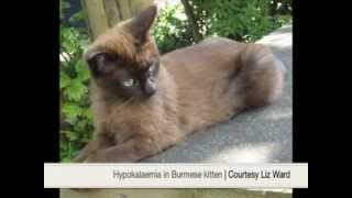 Hypokalaemia in a Burmese cat