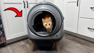 Player Profile High-Tech Cat Care with this Automatic Litter Box!