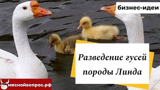 Разведение гусей породы Линда (с комментариями птицевода). БИЗНЕС-ИДЕИ - мяснойвопрос.рф