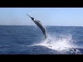 Peak sportfishing  heavy tackle season 20212022 blue marlin fishing exmouth western australia