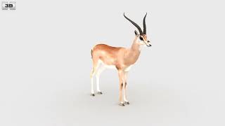 Grant's Gazelle Low Poly 3D model by 3DModels.org