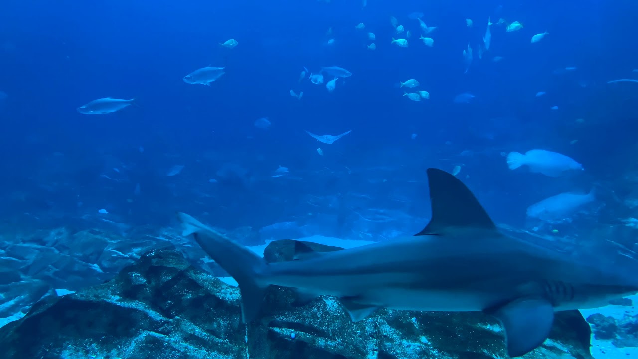 4k **Royalty free** shark - YouTube