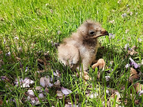 Video: Quale animale mangia le poiane?