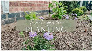 Planting Hydrangeas in the front garden  & planting strawberries