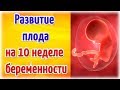 Развитие плода на 10 неделе беременности!