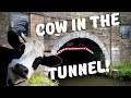 62. The Cow in Foulridge Tunnel! Taking our Narrowboat to Yorkshire.