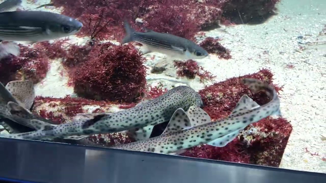Zoo Animals Part 229: The Small-spotted Catshark