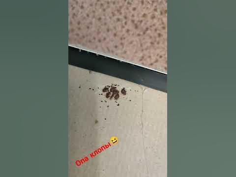 Картина... Клопы. #уничтожение #клопы #insect_killer - YouTube