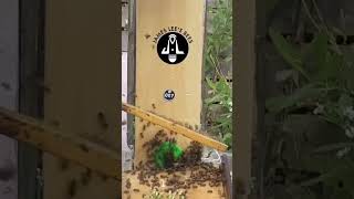 Beekeeping: How To Transfer Bees to Observation Box  beekeepingtips bee beehealth honeybee