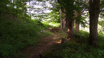 Prophet 12 Choir and Sawtooth Solo Patches I