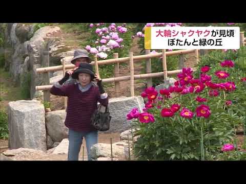 ぼたんと緑の丘でシャクヤクが見頃 - ぼたんと緑の丘でシャクヤクが見頃
