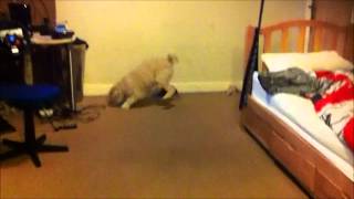 Dog Runs Into Wall