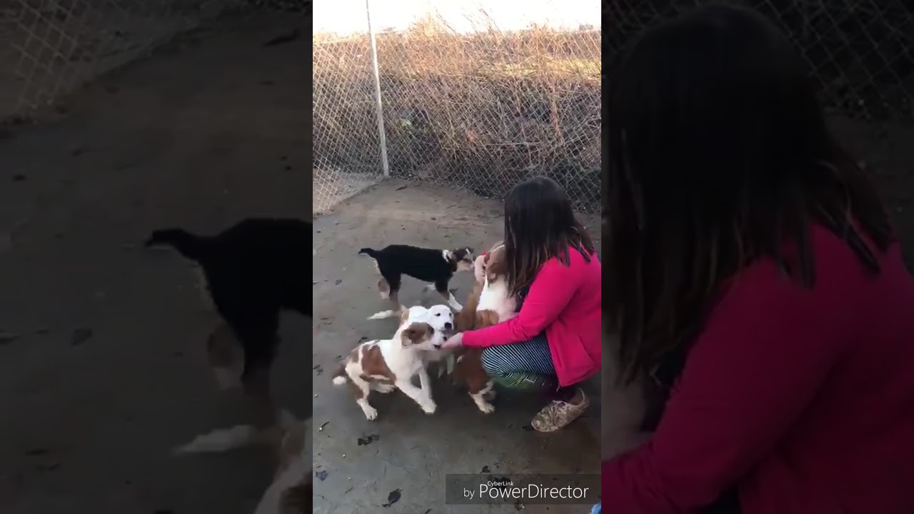 Tierschutzverein Sos Dogs E V Zuhause Gesucht Fur Ausgesetzte