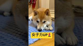 おしとやかに一歩近づいた🥰#柴犬 #豆柴 #shibainu #犬 #犬のいる暮らし #shorts