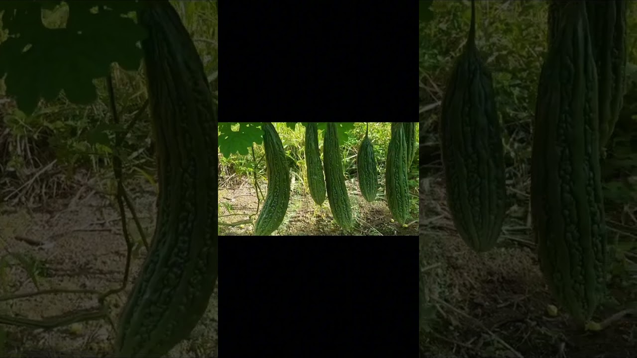 update sa aking ampalaya green spear variety 600hills 3rd harvest 43days dame ng bunga #buhayfarmer