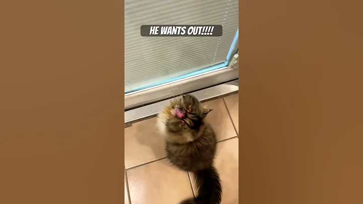 Video 11399031: persiancat cat kitten cute, persiancat cat kitten funny