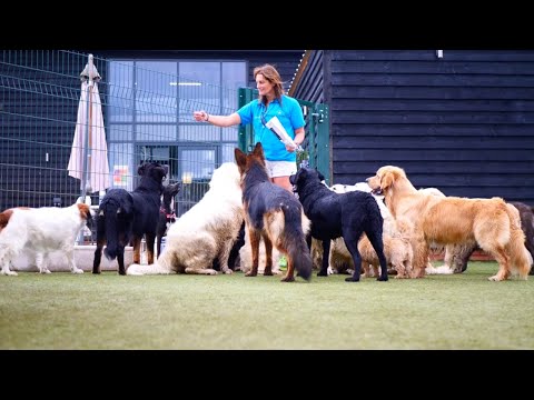 Video: Det største hundhotel i verden er alt, hvad din hund drømmer om