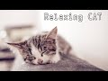 Tidur Kucing Musik - Relaxing