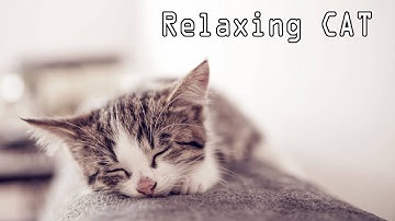 Tidur Kucing Musik - Relaxing