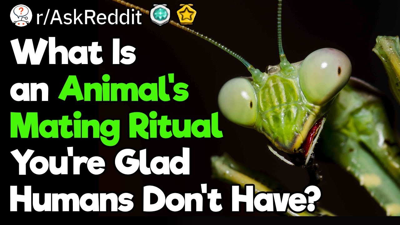 Only Animals Do That - YouTube