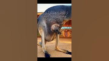 هذا خلق لله #إسلام_صبحي #تلاوة_خاشعة #quran #سورة_يس #ماهر_المعيق #ارح_قلبك #تلاوة_خاشعة_تلاوة_هادئة
