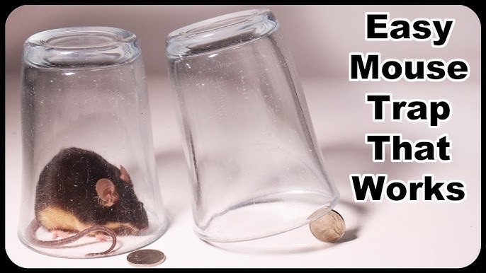 15 Best Homemade Mouse Trap Ideas That Really Work